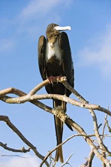 Isla Genovesa Prints: Great frigate bird (Frigata minor)