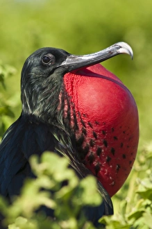 Images Dated 13th April 2010: Great frigate bird (Sula nebouxii), Isla Lobos off Isla San Cristobal