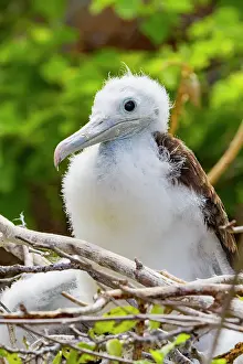 Ecological Diversity Prints: Great frigatebird chick (Fregata minor) on the nest on North Seymour Island in the Galapagos Island Archipelago