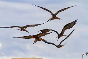 Animal Kingdom Prints: Great frigatebird (Fregata minor) feeding on erupting green sea turtle (Chelonia mydas) hatchlings in the Galapagos