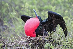 Genovesa Island Prints: Great Frigatebird male (Fregata minori)