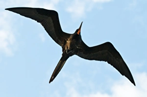 Images Dated 12th April 2010: Great frigatebird (Sula nebouxii), Galapagos Islands, Ecuador, South America