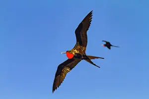 Bird Conservation Prints: Great frigatebirds (Fregata minor) in flight on Genovesa (Tower) Island