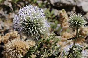Aegean Prints: Great globe thistle (Echinops sphaerocephalus), Samos, Greek Islands, Greece, Europe
