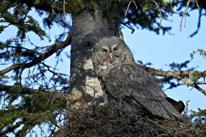 Nest Collection: Great Gray Owl (Great Grey Owl) (Strix nebulosa) female and 13-day-old chick