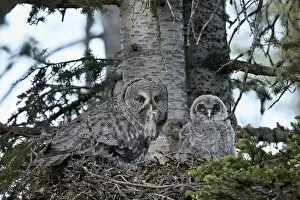 Nest Collection: Great grey owl (great grey owl) (Strix nebulosa) female with prey and a 24-day-old chick