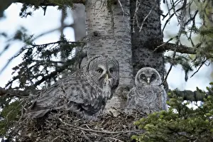 Yellowstone Prints: Great grey owl (great grey owl) (Strix nebulosa) female with prey and a 24-day-old chick
