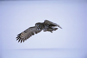 Finnish Prints: Great grey owl (Strix nebulosa) in flight, Finland, Scandinavia, Europe