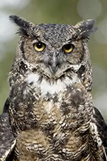Images Dated 3rd May 2009: Great horned owl (Bubo virginianus) in captivity, Wasilla, Alaska, United States of America