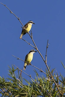 Great Kiskadee pair (Pitangus sulphuratus), Iguazu Falls National Park, Misiones