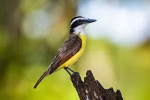 Alajuela Province Prints: Great Kiskadee (Pitangus Sulphuratus), Boca Tapada, Alajuela Province, Costa Rica