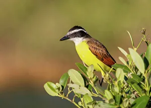 Crest Prints: Great Kiskadee, (Pitangus Sulphuratus)