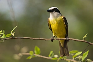 A Great Kiskadee (Pitangus sulphuratus) perching, Pantanal, Mato Grosso, Brazil