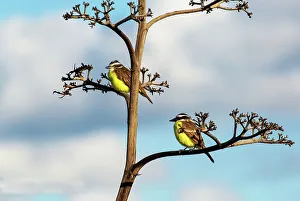 North Atlantic Prints: Great Kiskadees (Pitangus Sulphuratus)