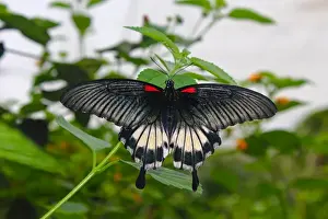 Insects Prints: Great Mormon (Papilio memnon), a large butterfly belonging to the swallowtail family