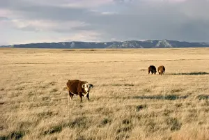 Grasslands Prints: The Great Plains, New Mexico, United States of America (U