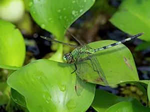 Entomology Prints: Great pondhawk, Erythemis vesiculosa
