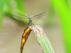 Entomology Prints: Great pondhawk, Erythemis vesiculosa