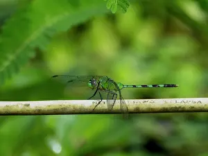 Detailed Prints: Great pondhawk, Erythemis vesiculosa