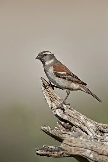 Green Colour Prints: Great sparrow (Passer motitensis), female, Kgalagadi Transfrontier Park, South Africa