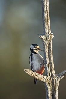Woodpecker Prints: Great spotted woodpecker (Dendrocopos major), Sweden, Scandinavia, Europe