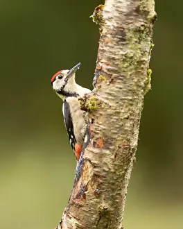 Great Spotted Woodpecker (Dendrocopos major) on a tree trunk, Scotland, United Kingdom, Europe