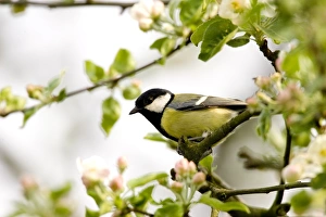 Great tit (Parus major) in apple tree