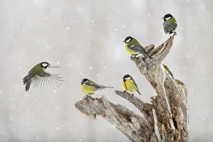 Spread Wings Prints: Great tit (Parus major) group, in snowfall, Kuusamo, Finland, Europe