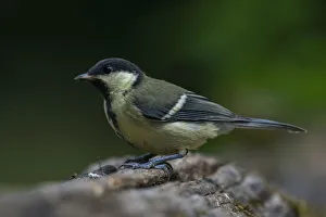 Slovenia Prints: Great tit (Parus major), Notranjska Regional Park, Slovenia, Europe