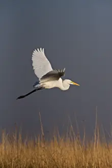 Grasslands Prints: Great white egret (Ardea alba) in flight over tall grass, Chobe national park, Botswana