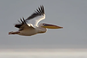 Images Dated 1st October 2007: Great white pelican (Eastern white pelican) (Pelecanus onocrotalus) in flight