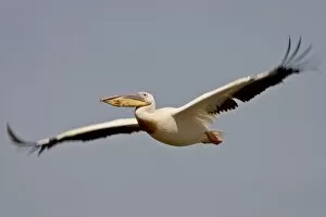 Images Dated 1st October 2007: Great white pelican (Eastern white pelican (Pelecanus onocrotalus) in flight