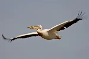 Hurrying Prints: Great white pelican (Eastern white pelican (Pelecanus onocrotalus) in flight