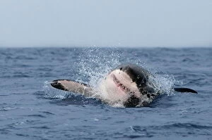 Images Dated 28th May 2009: Great white shark (Carcharodon carcharias), breaching, Seal Island, False Bay