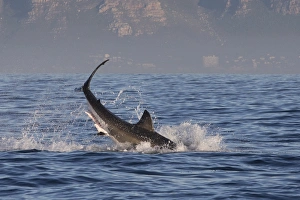 Great white shark (Carcharodon carcharias), Seal Island, False Bay, Simonstown, Western Cape, South Africa, Africa