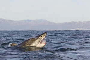 Great white shark (Carcharodon carcharias), Seal Island, False Bay, Simonstown, Western Cape, South Africa, Africa