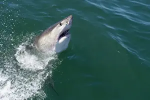 Great white shark (Carcharodon carcharias) at the surface at Kleinbaai in the Western Cape, South Africa, Africa