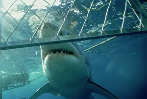 Under Water Prints: Great white shark from shark cage, Australia, Pacific