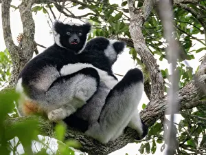 Mammals Prints: Greater bamboo lemurs resting in trees while foraging in Ranomafana National Park