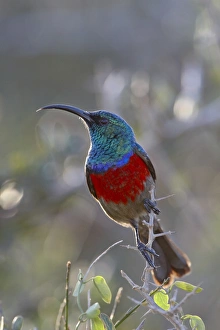 Images Dated 2nd November 2007: Greater double-collared sunbird (Cinnyris afra), Addo Elephant National Park