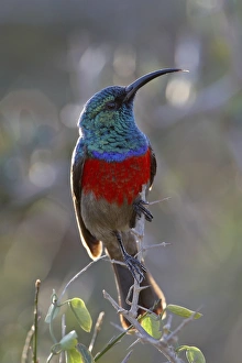 Images Dated 2nd November 2007: Greater Double-collared Sunbird (Cinnyris afra), Addo Elephant National Park