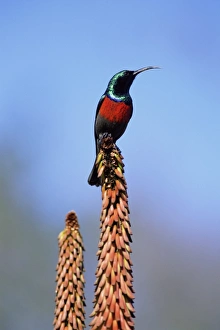 Sunbird Prints: Greater doublecollard sunbird