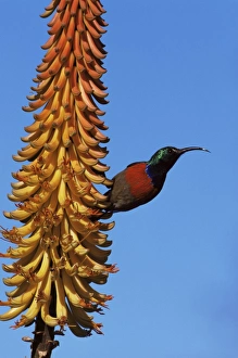 Sunbird Prints: Greater doublecollared sunbird (Nectarinia afra)