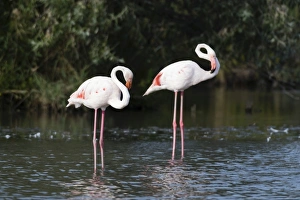 Greater flamingo (Phoenicopterus roseus), Camargue, Provence-Alpes-Cote d Azur, France
