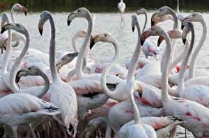 Greater flamingo (Phoenicopterus roseus), Camargue, Provence-Alpes-Cote d Azur, France