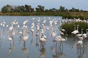 Large Group Of Animals Gallery: Greater flamingo (Phoenicopterus roseus), Camargue, Provence-Alpes-Cote d Azur, France