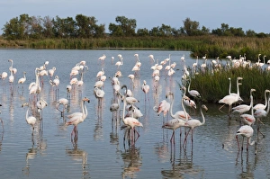 Large Group Of Animals Gallery: Greater flamingo (Phoenicopterus roseus), Camargue, Provence-Alpes-Cote d Azur, France