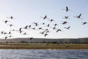 Greater flamingo (Phoenicopterus roseus), St. Augustine, southern area, Madagascar