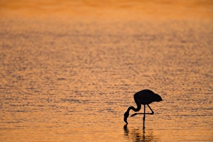 Standing On One Leg Prints: Greater flamingo (Phoenicopterus ruber), at dusk, Walvis Bay lagoon, Namibia, Africa