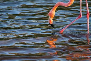 Ecological Diversity Prints: Greater flamingo (Phoenicopterus ruber) foraging for small pink shrimp in saltwater lagoon in the Galapagos Islands